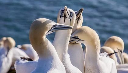 开云官网在线-美国反曲弓女队在世界大学生射箭锦标赛中获得银牌,反曲弓世界纪录