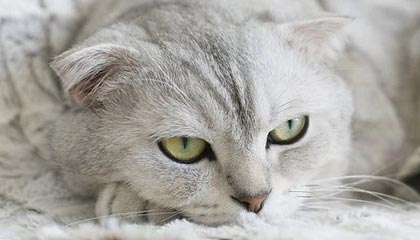 开云官网在线-美国反曲弓女队在世界大学生射箭锦标赛中获得银牌，反曲弓世界纪录