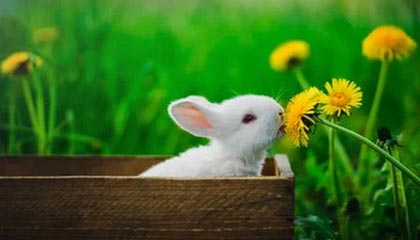 开云官网在线-美国反曲弓女队在世界大学生射箭锦标赛中获得银牌，反曲弓世界纪录